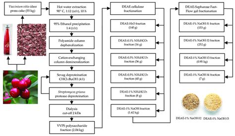 The Flow Chart For The Extraction And Fractionation Of Polysaccharides Download Scientific