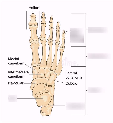 Anatomy 2017 Unit 3 Label The Bones Of The Foot Diagram Quizlet