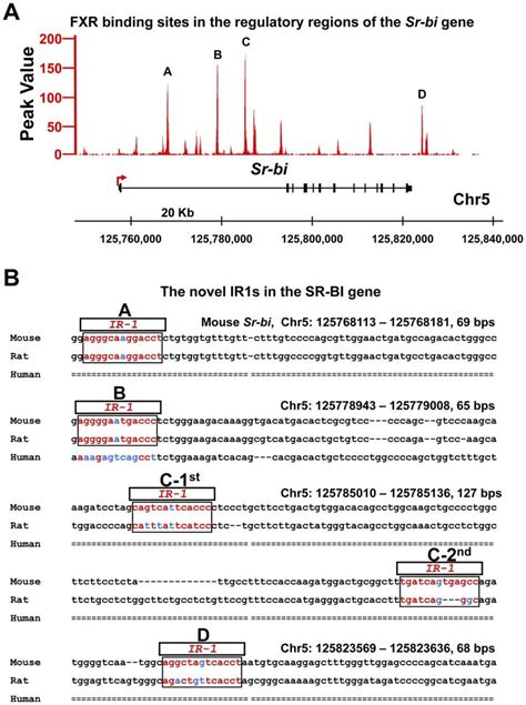 Novel FXR Response Elements IR1s In The First Intron And Downstream