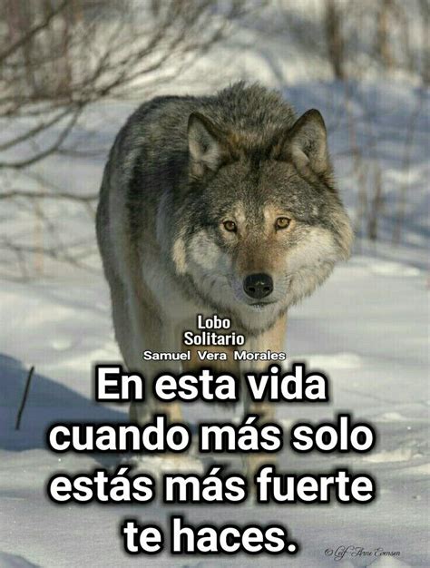 Introducir 51 Imagen Frases Sobre Lobos Solitarios Abzlocal Mx