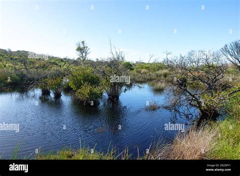 The Hanging Swamp On The North Head Of Sydney Australia Stock Photo