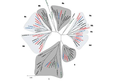 Phylogenetic Relationships Between Monocot Cbf Genes The Nucleotide