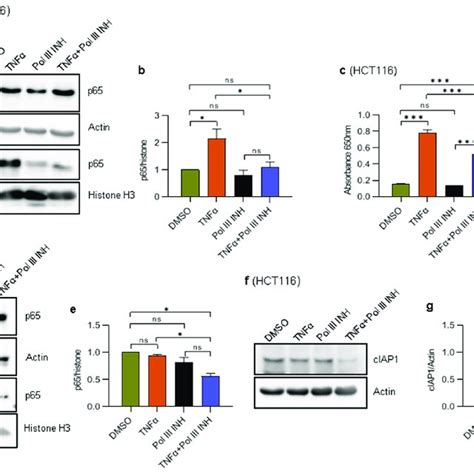 Rna Polymerase Iii Inhibition Decreases Tnfα Induced Activation Of The