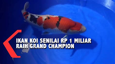 Ikan Koi Senilai Rp 1 Miliar Jadi Juara Kontes Di Kota Batu Youtube