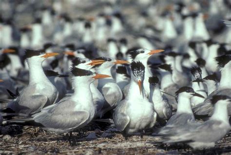 Free Picture Royal Terns Flock Ground