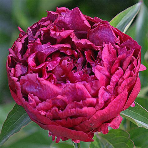 Highlight American Peony Society