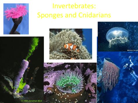 Sponge And Cnidarians