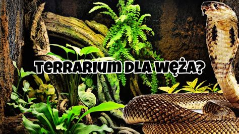 Terrarium Dla W A Co Musi Si Tam Znajdowa Najwa Niejsze