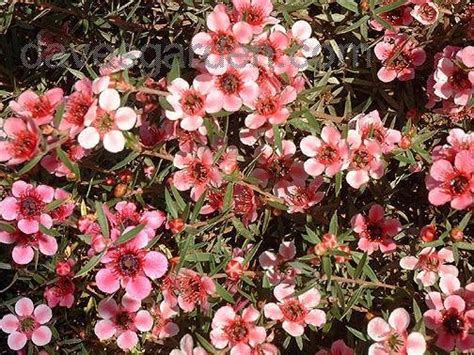 PlantFiles Pictures Leptospermum Species Broom Tea Tree Manuka