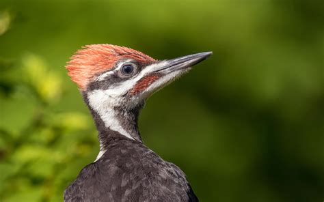 Pileated Woodpecker | Audubon Field Guide