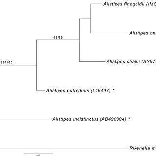 Phylogenetic Tree Highlighting The Position Of A Finegoldii Relative