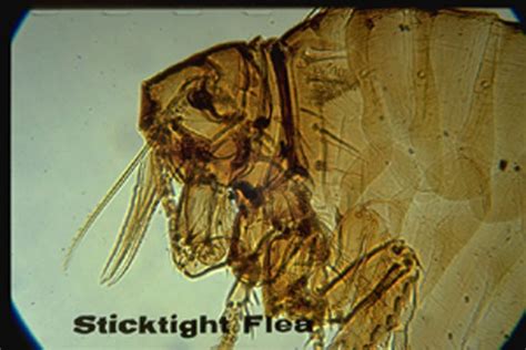 Sticktight Flea