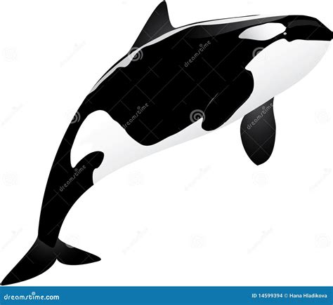 Killer Whale Cartoon Vector Illustration CartoonDealer 87714120