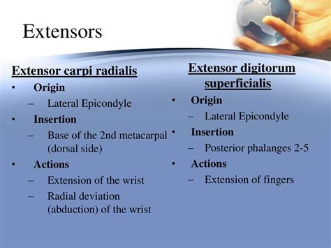 The Forearm Wrist Hand And Finger Ppt Download