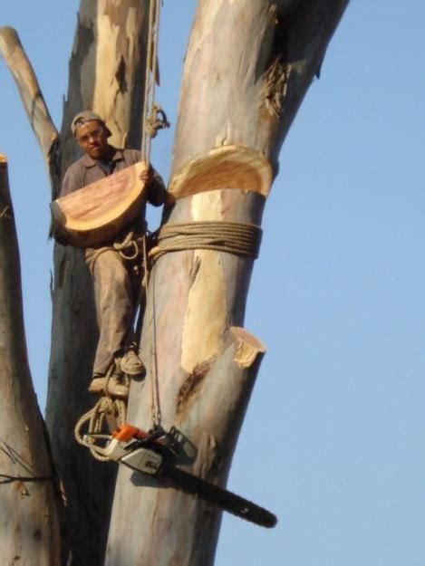 Introduccion A La Carrera Tecnicas De Derribo De Arboles