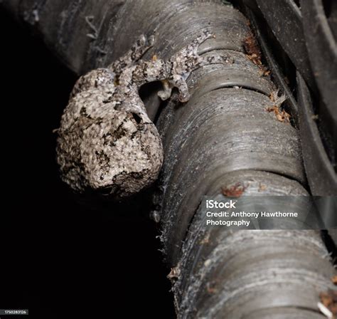 grey tree frog stock photo  image  amphibian animal