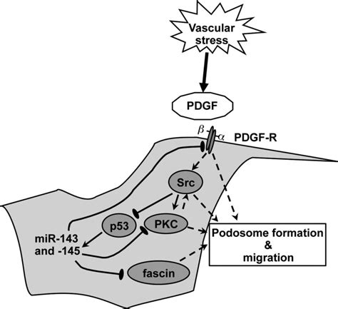 Model For The Role Of Mir And In Vsmc Migration And Podosome