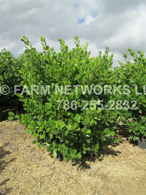 45 Gallon Clusia Guttifera Hedge South Florida Clusia We Deliver 786