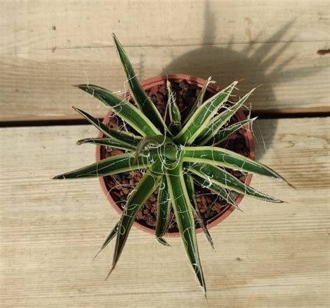 Agave Filifera Variegata Succulentes Et Jolies Plantes