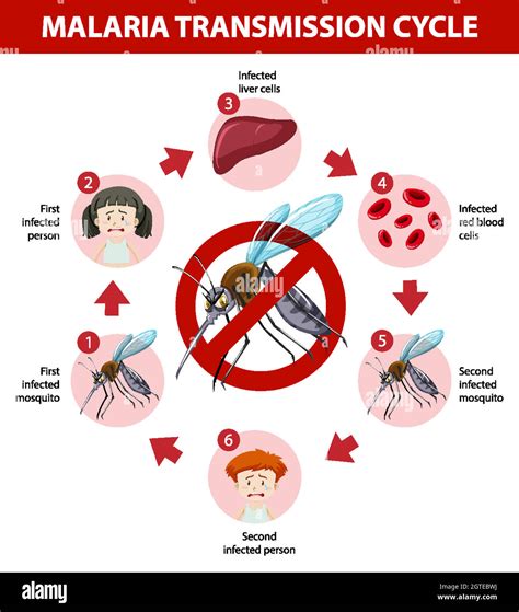 Infograf A Informativa Sobre El Ciclo De Transmisi N De La Malaria