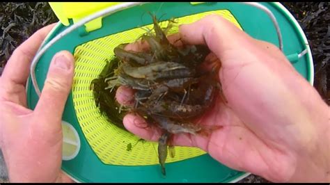 Catching Prawns With A Push Net Cook Prepare And Eat Two Ways Youtube