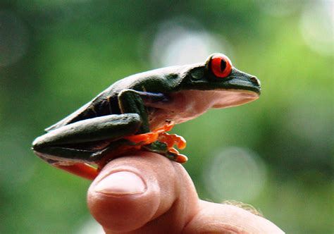 Photo Gratuite Grenouille Vir O Aux Yeux Rouges Grenouille