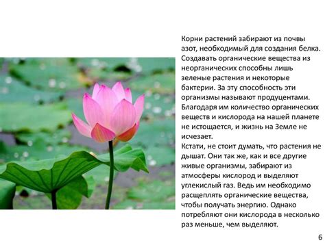 Как питаются и дышат растения - презентация онлайн