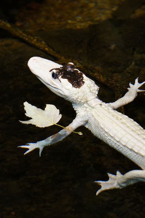 Leucistic Alligator A Rare Leucistic American Alligator At Flickr