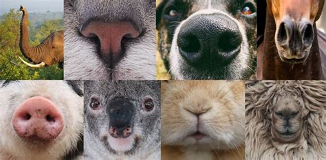 How To Draw Animal Noses By Beckykidus On Deviantart