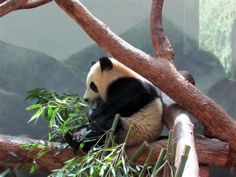 Pandas - Zoo Atlanta - Atlanta, Georgia | A trip to Atlanta,… | Flickr