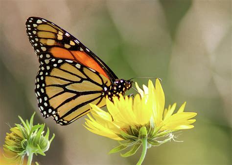 Monarch Butterfly 071416 Photograph By Rospotte Photography Fine Art