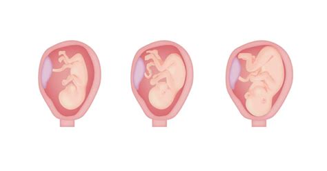 20 Extraordinary Facts About Comparative Embryology - Facts.net