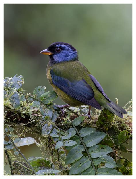 Moss Backed Tanager Pichincha Province Ecuador Joseph Beck Flickr