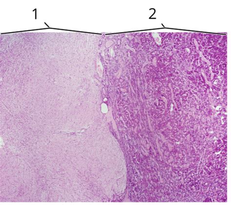 Histology Review Flashcards Quizlet