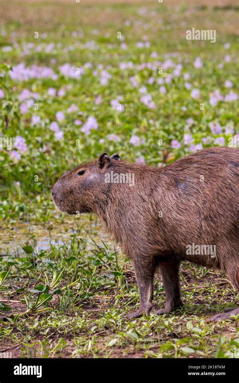 A Male Capybara Hydrochoerus Hydrochaeris Near The Piuval Lodge In