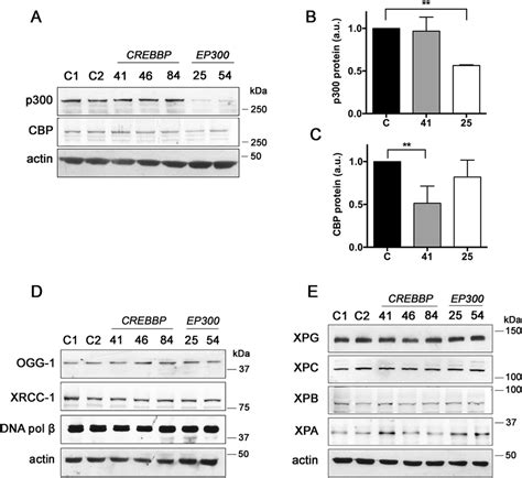 P300 And Cbp Protein Expression Levels In Rsts Versus Control Cells