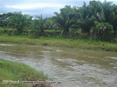 Fazenda Tima Para Engorda De Boi Em Torixor U Mt Venda