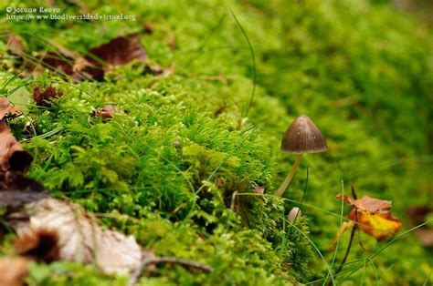 Josune Reoyo Biodiversidad Virtual Hongos Y Líquenes