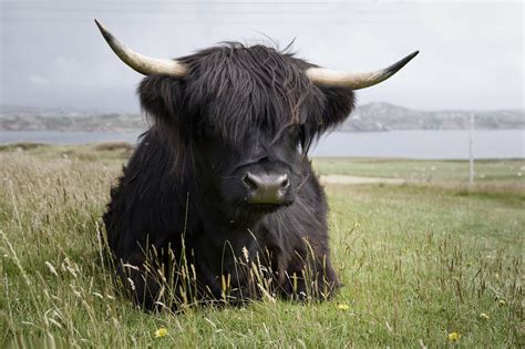 Iona the Black Bull in the Grass