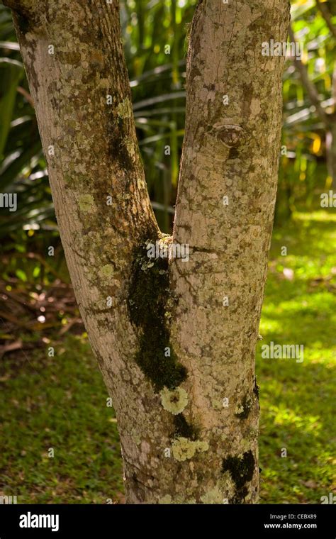 Kukui Tree High Resolution Stock Photography and Images - Alamy