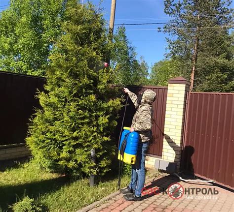 Избавиться от пчел на дачном участке. Обработка участка от всех насекомых