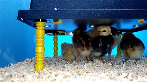 How To Set Up A Chick Brooder Temperature Chart And Supplies