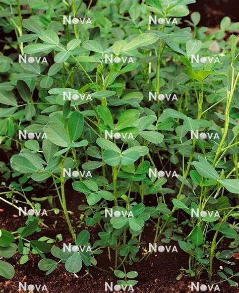 Arachis Hypogaea