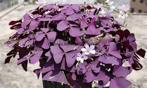 Oxalis Triangularis Cuidados En Pasos Gu A Pr Ctica