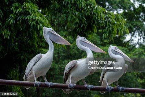 Cute Pelican Photos And Premium High Res Pictures Getty Images