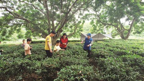 柏塘山茶专业户联合党支部助力当地茶产业三产融合惠州新闻网