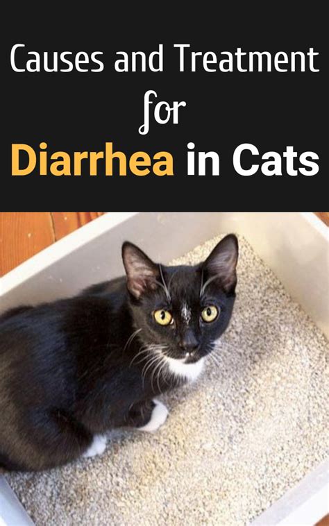 Treating Diarrhea In Cats At Home