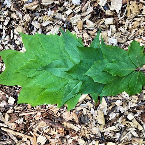 Common Tree Leaf ID: Palmate Leaves | Tyler Arboretum