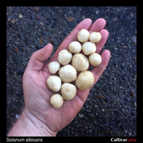 Wild Potatoes – Cultivariable