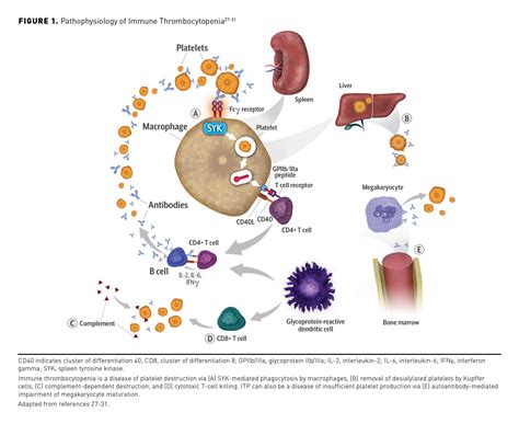 Fostamatinib Disodium Hexahydrate A Novel Treatment For Adult Immune